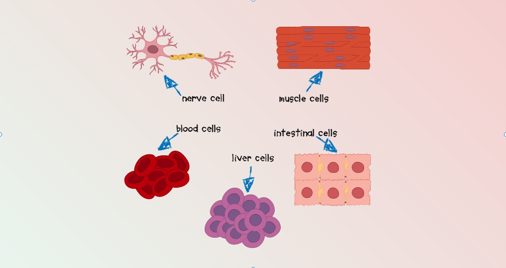 Biomedical AI Platform